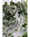 Плющ звичайний Варієгата | Hedera helix Variegata | Плющ обыкновенный Вариегата